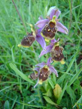 Image of Ophrys albertiana E. G. Camus