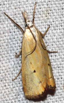 Image of Xanthocrambus