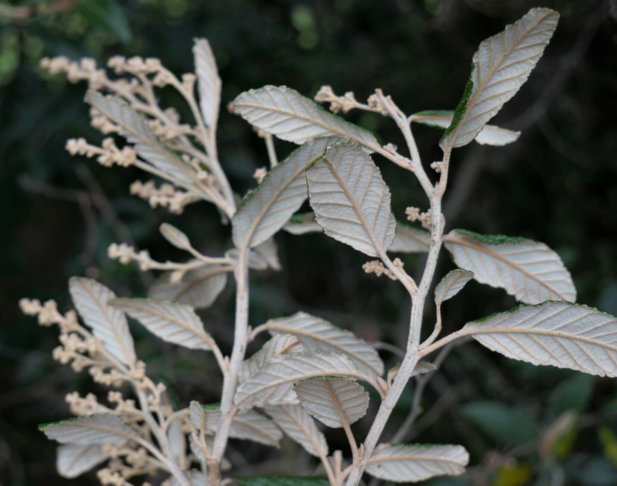 Image of Pomaderris apetala subsp. maritima N. G. Walsh & F. Coates