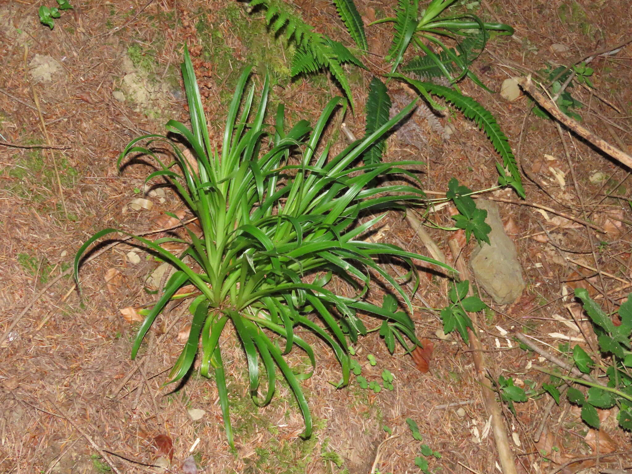 Imagem de Luzula sylvatica subsp. henriquesii (Degen) P. Silva