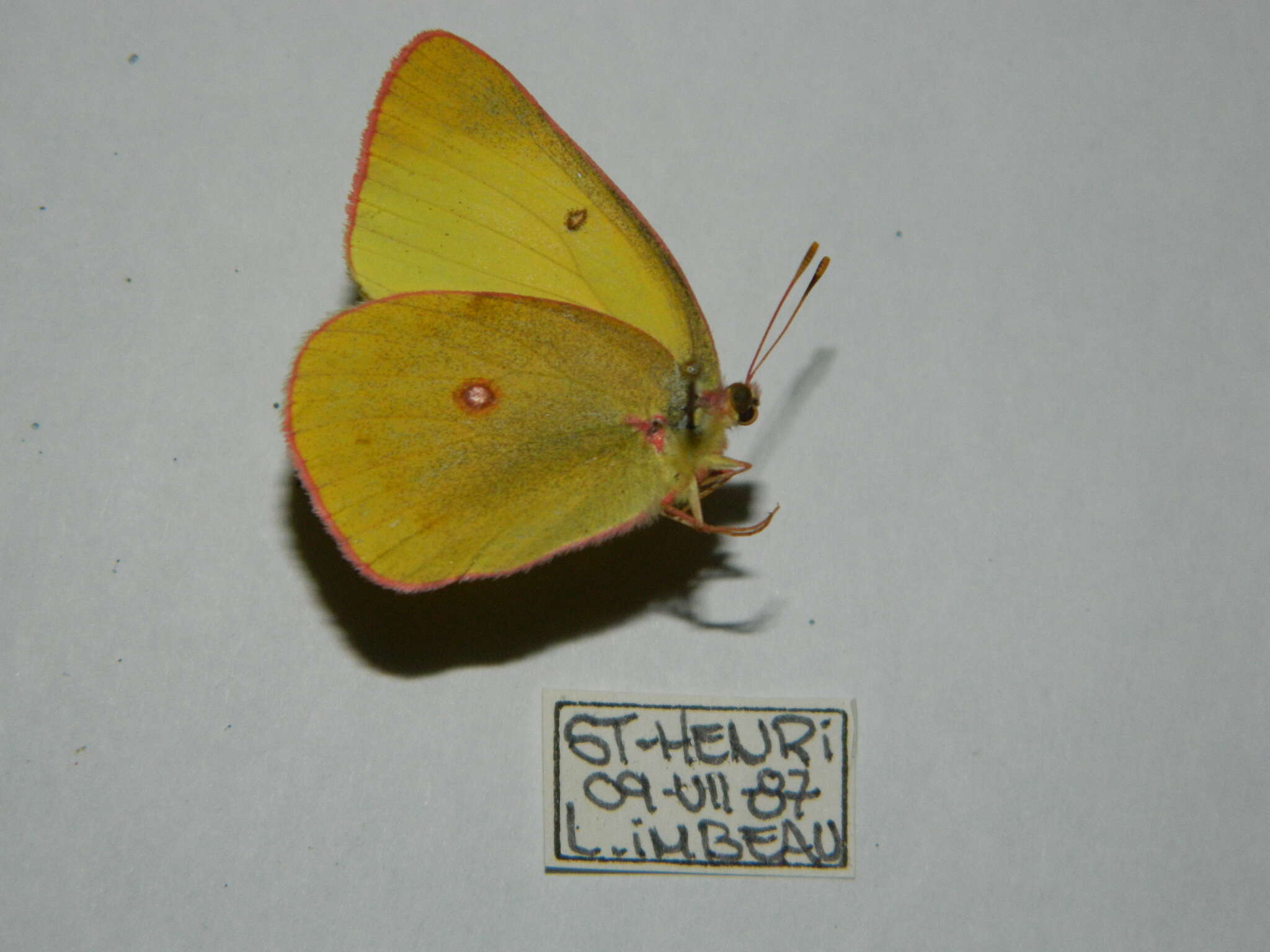 Image of Pink-edged sulphur