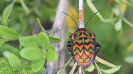 Image of Poecilocoris Dallas 1848