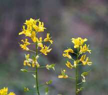 Image of Mogollon Mountain draba