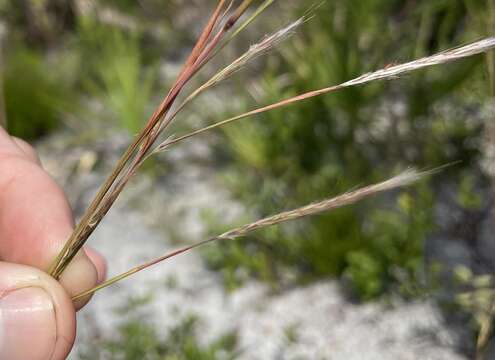 Image of Andropogon cumulicola