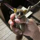 Image of Thomas's bushbaby