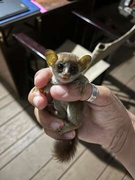 Image of Thomas's bushbaby