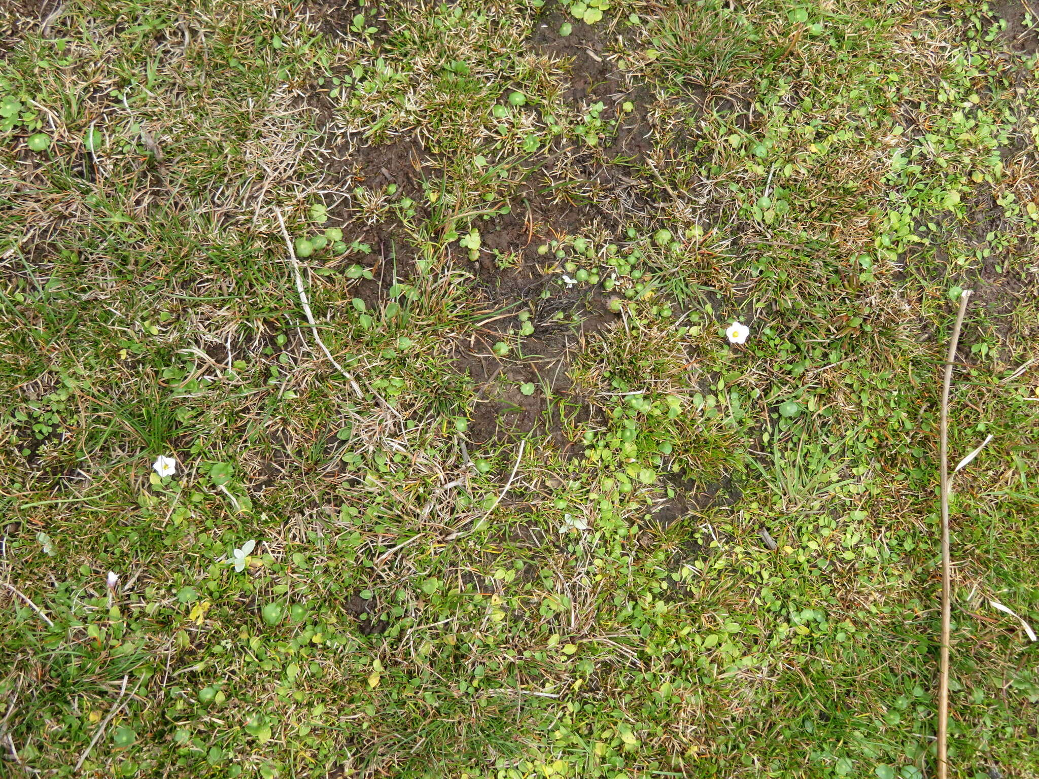 Image of whitecup