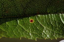 Image of Hamaspora australis G. Cunn. 1930