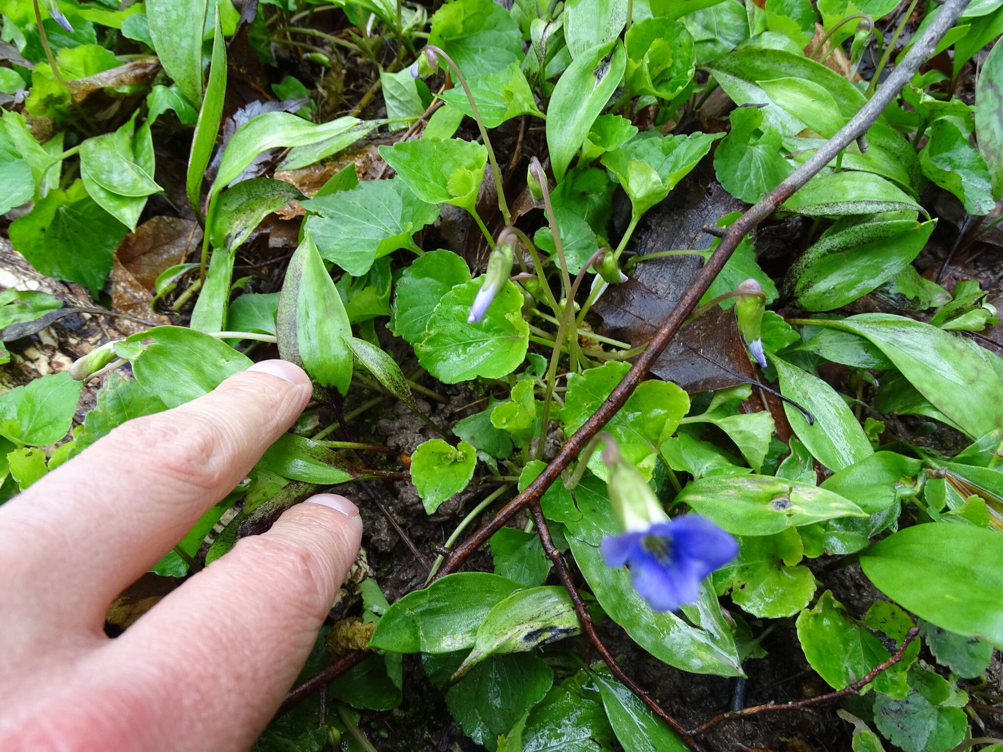 Слика од Viola cucullata Ait.