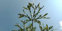 Image of Transvaal Cabbage Tree