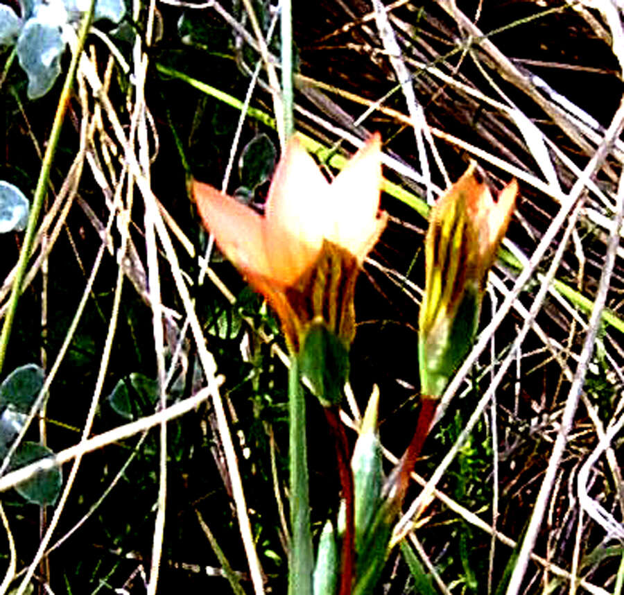 Image of Romulea setifolia N. E. Br.