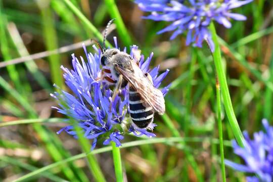 Image of Giant Furrow Bee