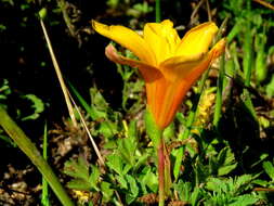 Image of Romulea saldanhensis M. P. de Vos