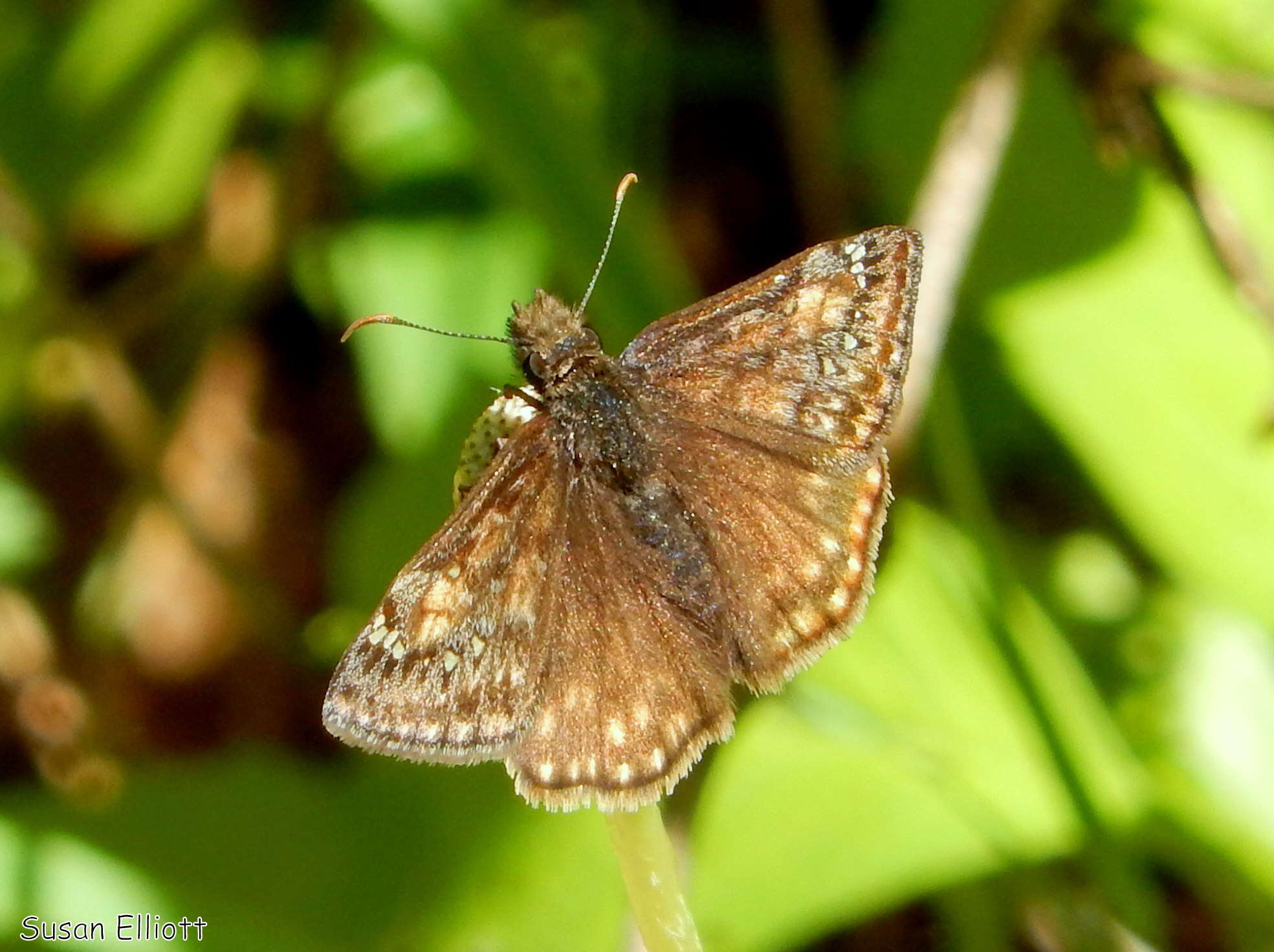 Image of Juvenal's Duskywing