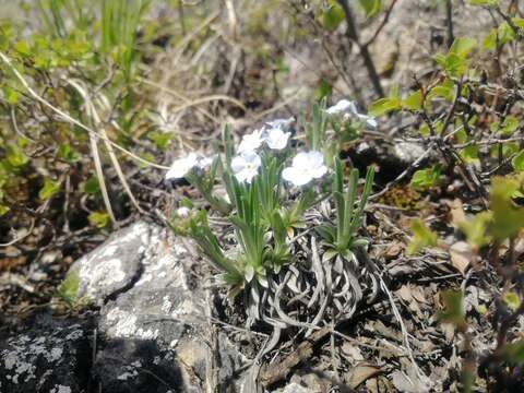 Слика од Eritrichium pauciflorum (Ledeb.) de Candolle