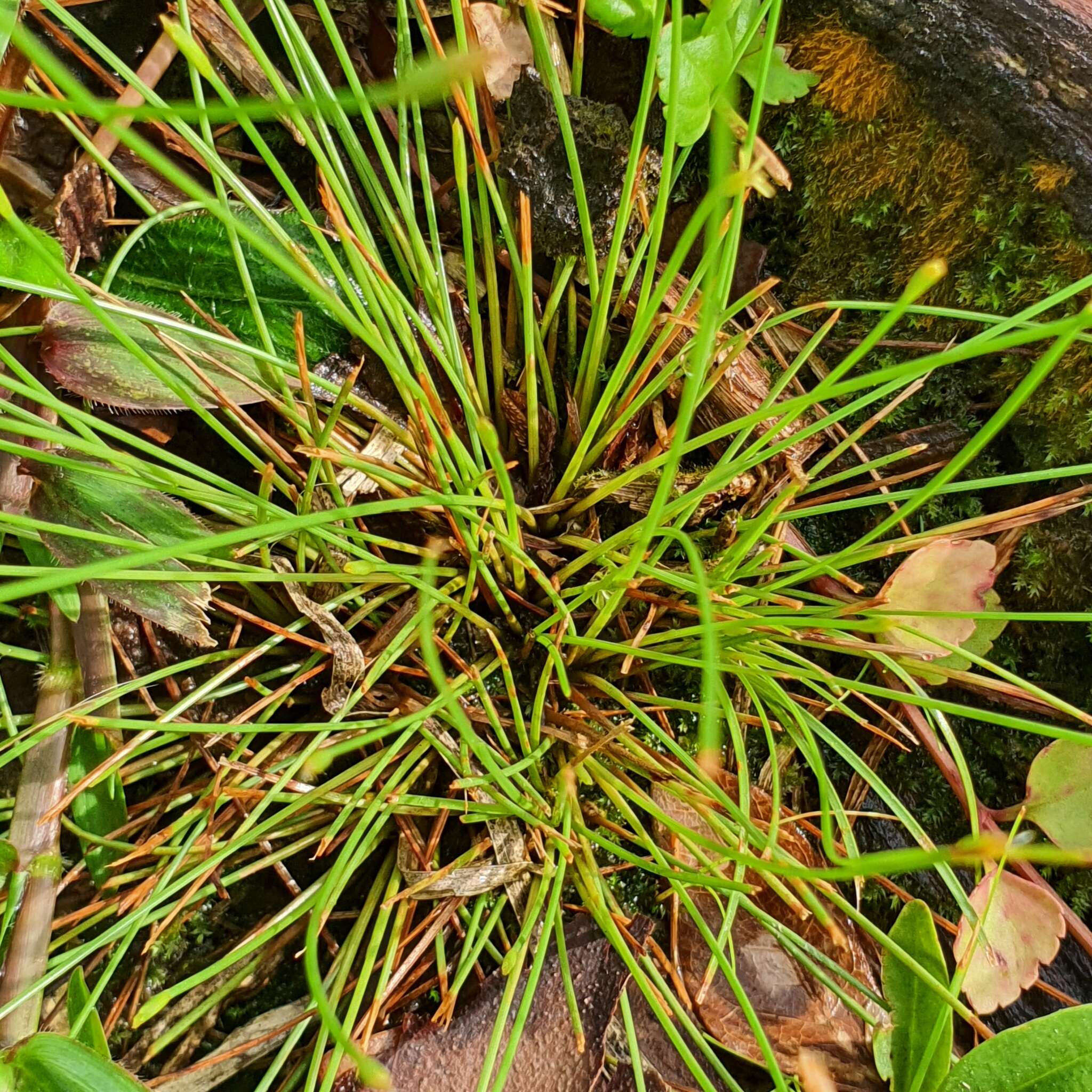 Sivun Fimbristylis acuminata Vahl kuva