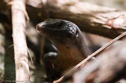 Image of Black Emo Skink