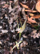 Image of Caladenia validinervia Hopper & A. P. Br. ex A. P. Br. & G. Brockman