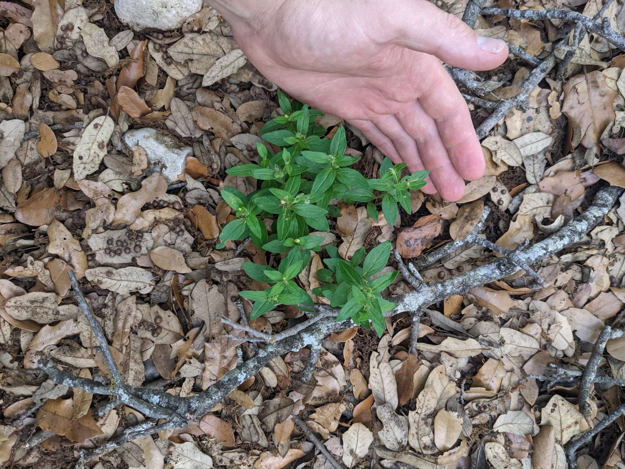 Imagem de Spigelia hedyotidea A. DC.