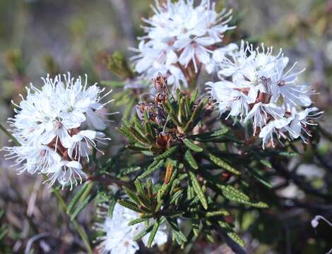 Image of marsh Labrador tea