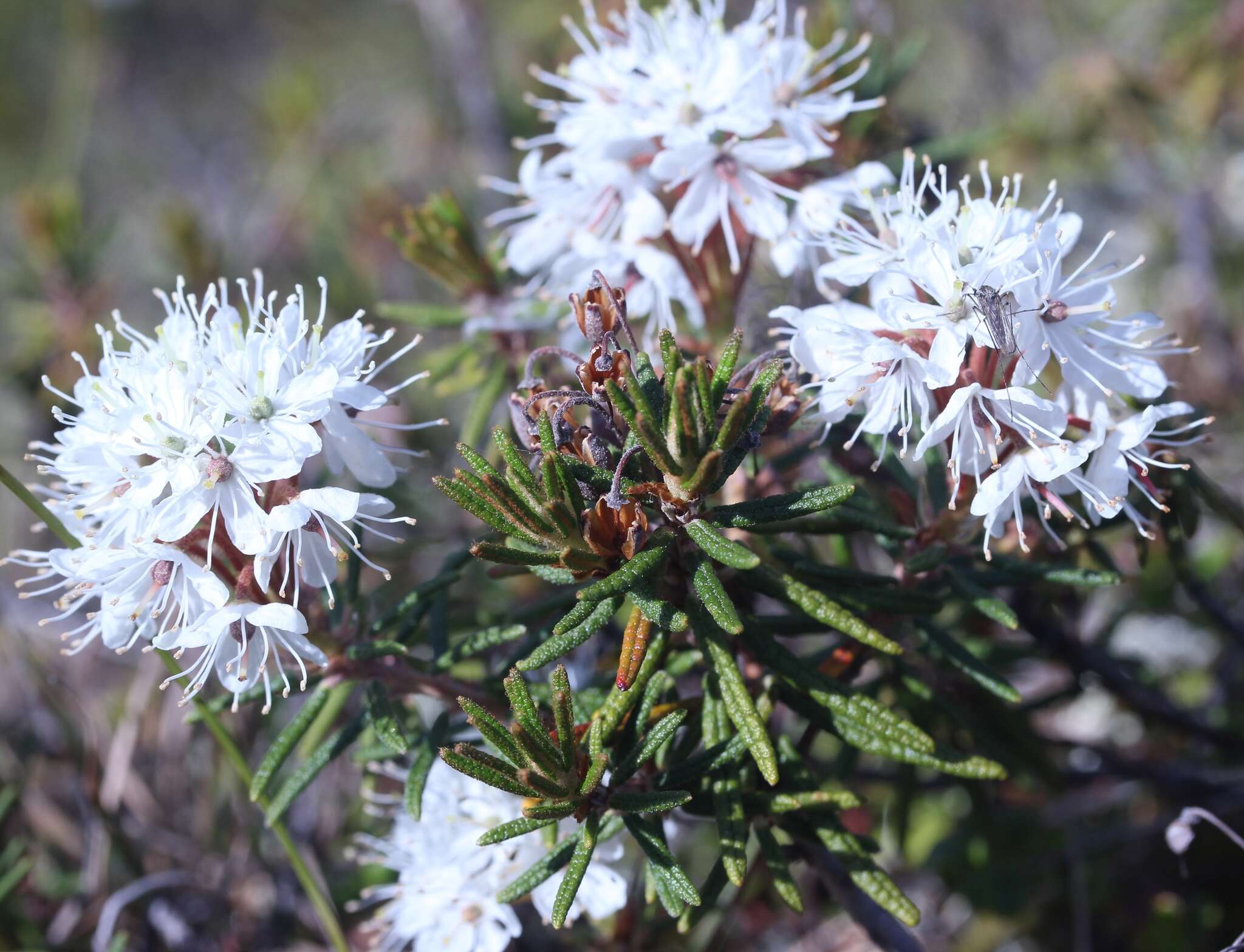 Imagem de Rhododendron tomentosum subsp. decumbens (Aiton) Elven & D. F. Murray