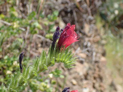 Image of Echium creticum subsp. creticum