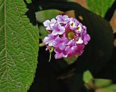 Image of threeleaf shrubverbena