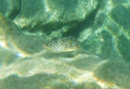 Image of Studded Pufferfish