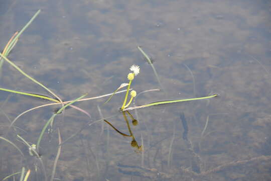 Image of Northern Burr-Reed