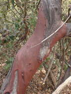 Image of Kings Mountain manzanita