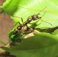 Image of Neoponera villosa (Fabricius 1804)