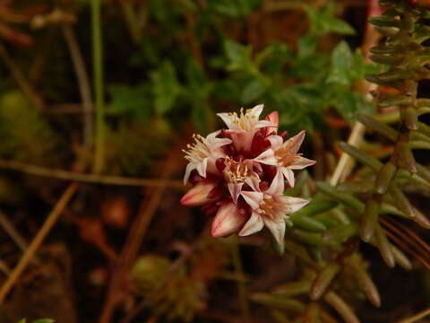 Image of Sedum mesoamericanum P. Carrillo & Pérez-Farr.