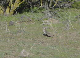 Image of Chilean Mockingbird