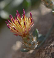 Слика од Centaurea poculatoris W. Greuter