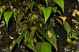 Imagem de Pleurothallis truncata Lindl.