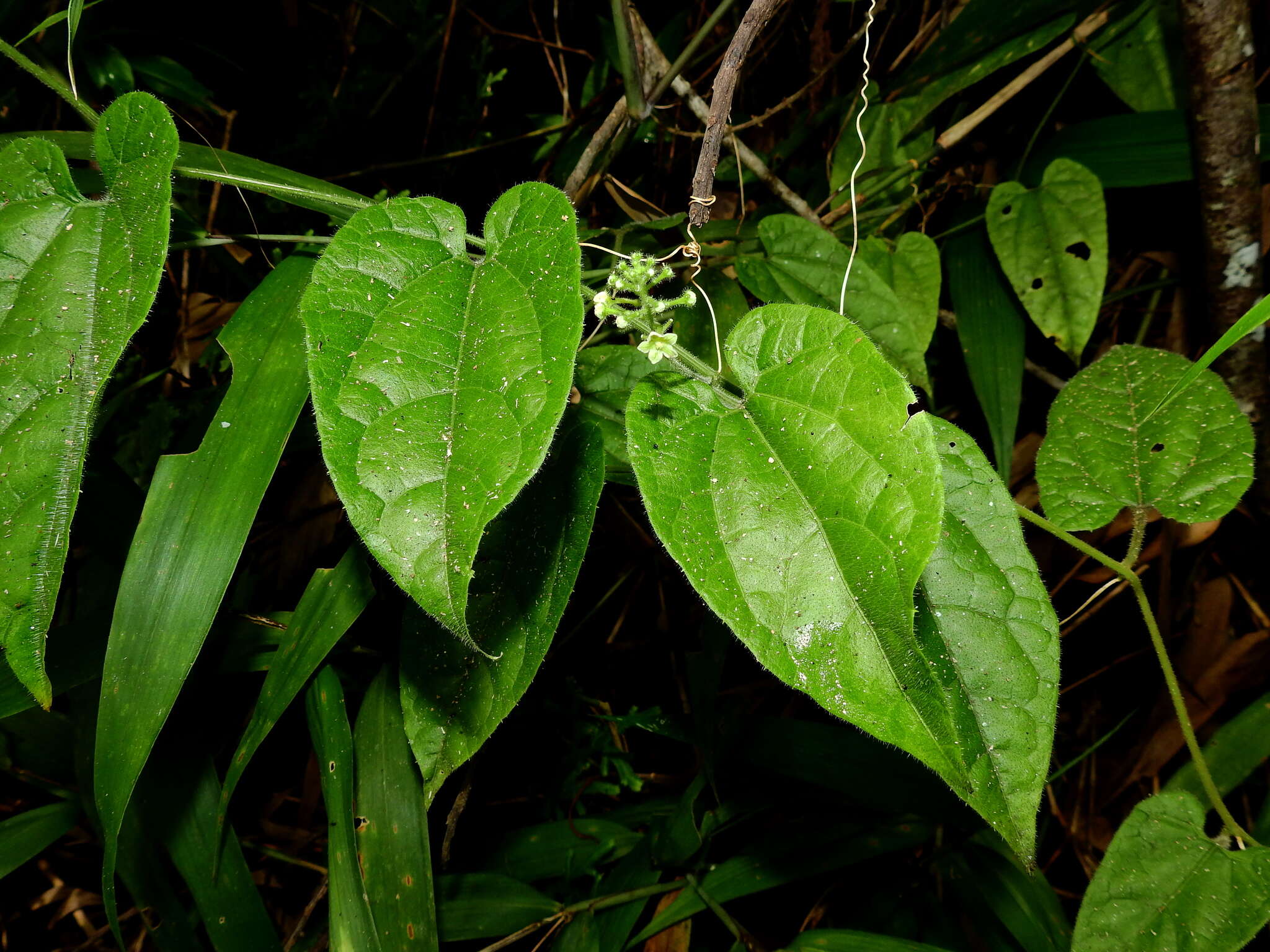Image of Helmontia cardiophylla Harms