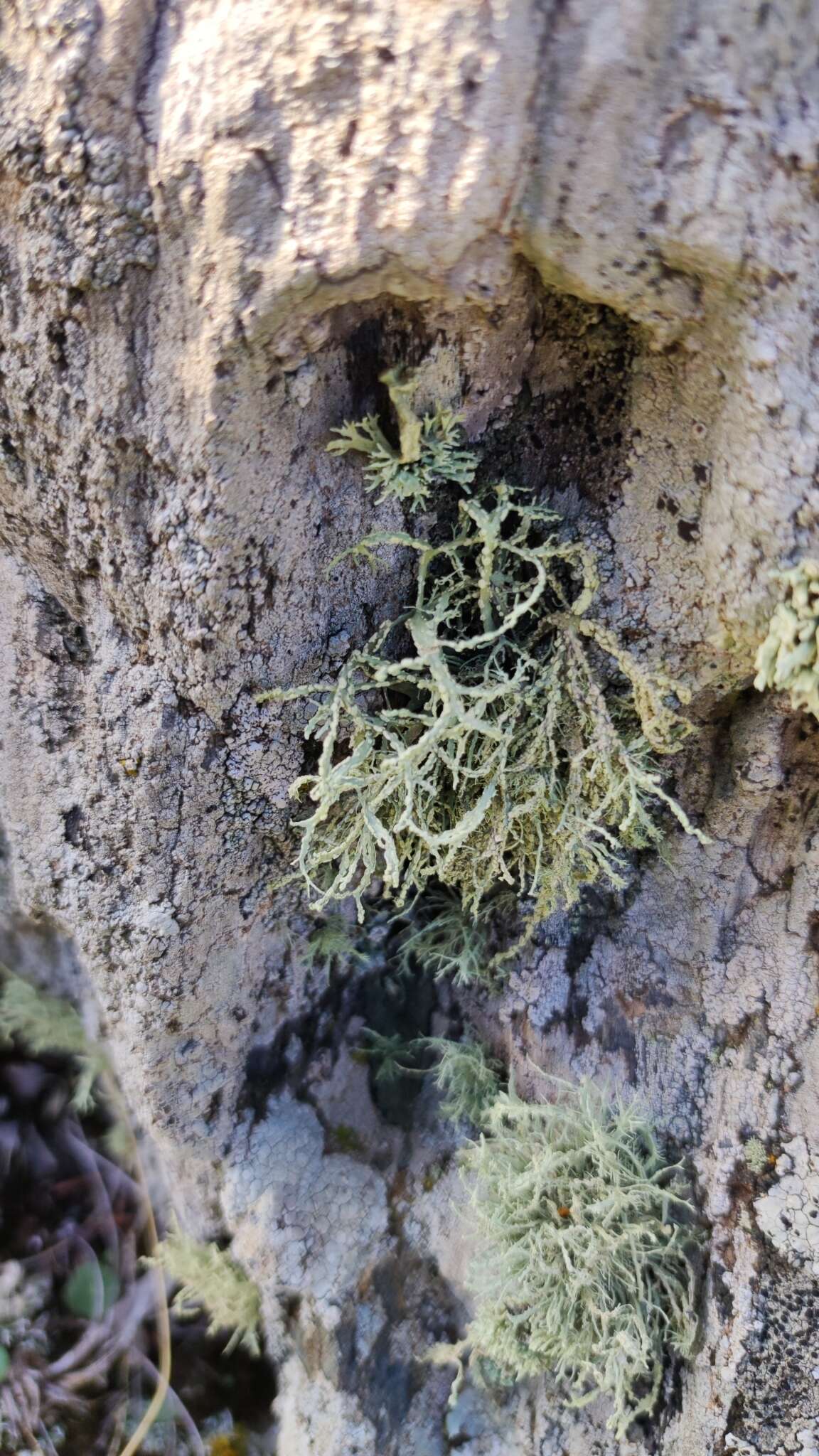 Imagem de Ramalina subfarinacea (Nyl. ex Cromb.) Nyl.