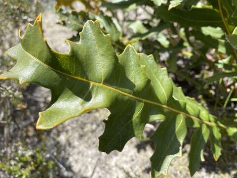 Image of Banksia repens Labill.