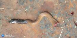 Image of Egyptian Cobra