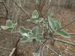 صورة Condea albida (Kunth) Harley & J. F. B. Pastore