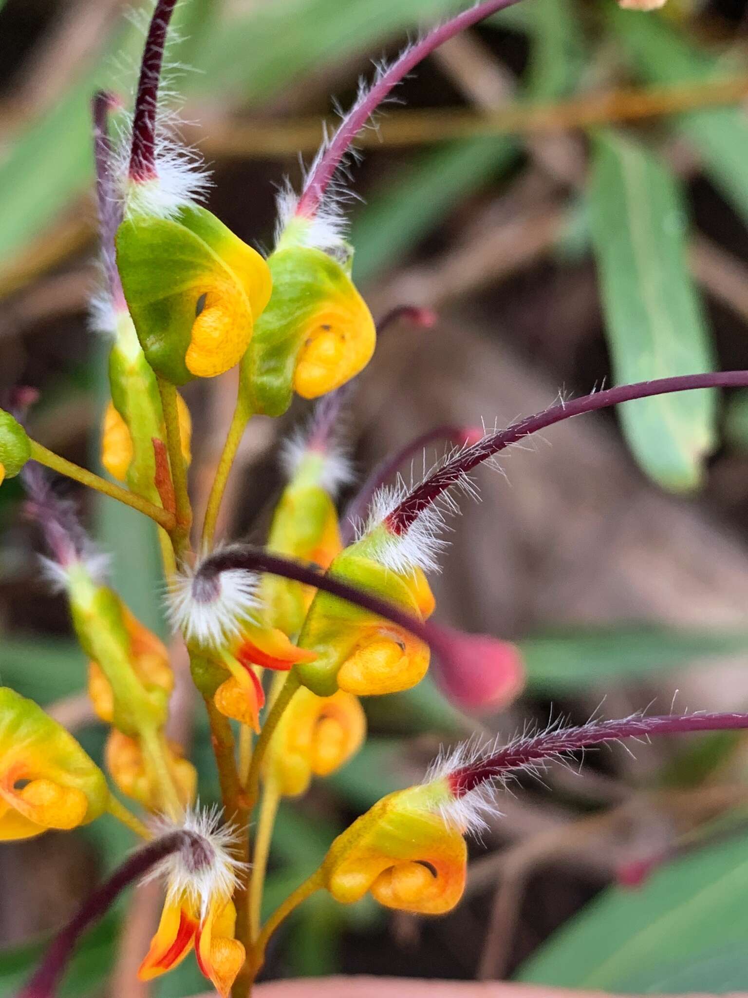 Image of Grevillea venusta R. Br.