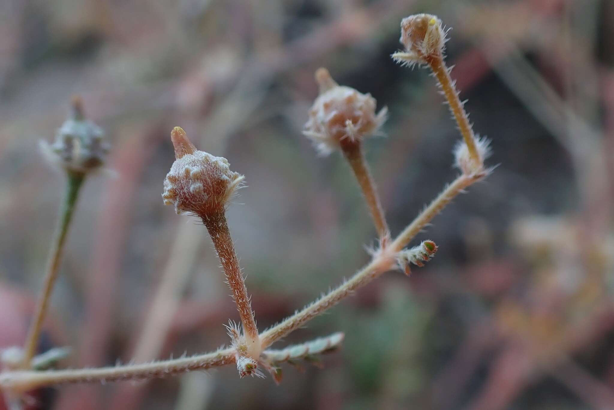 Sivun Kallstroemia californica (S. Wats.) Vail kuva