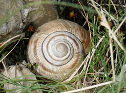 Image of Helix ligata O. F. Müller 1774