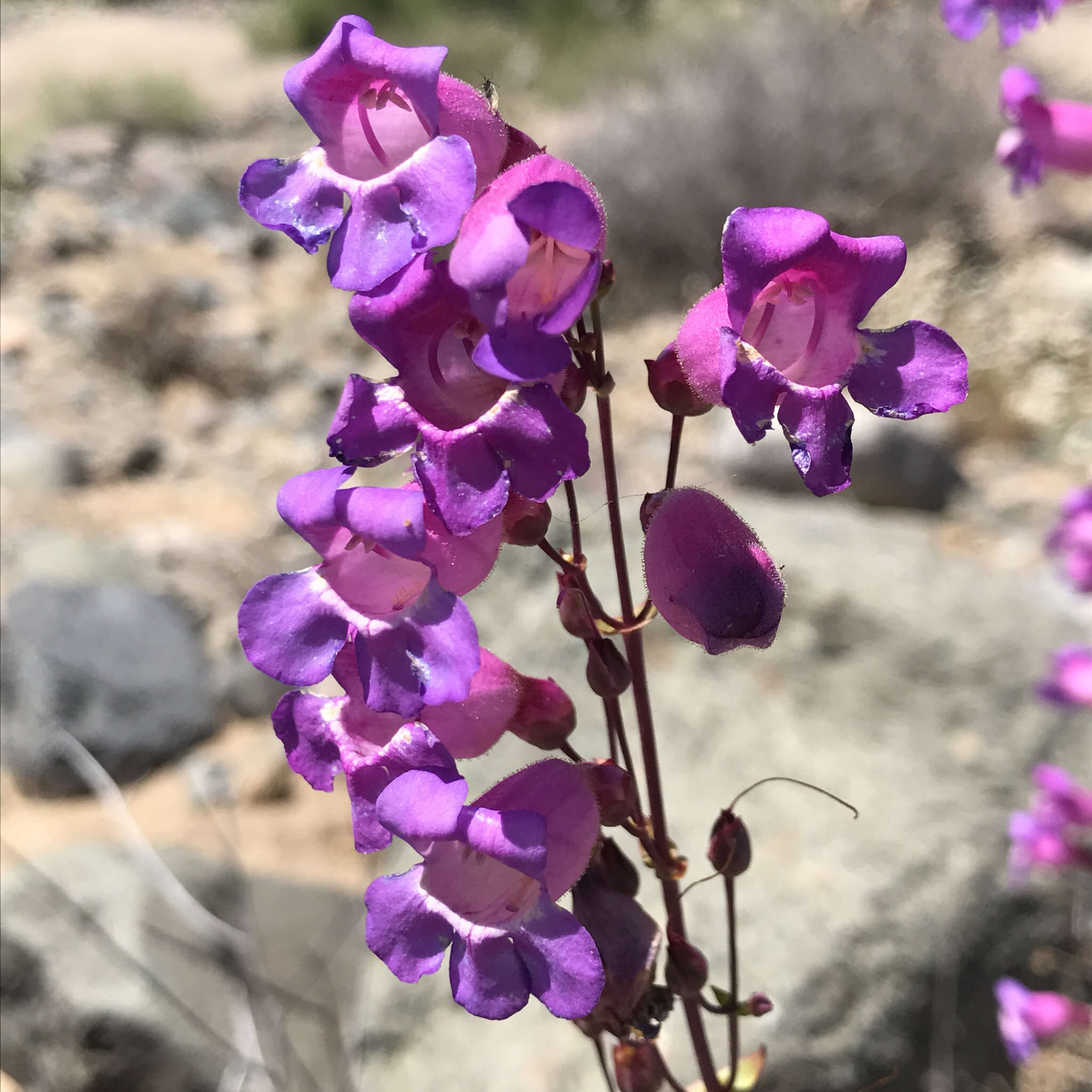 Image of Penstemon spectabilis var. subinteger (D. D. Keck) C. C. Freeman