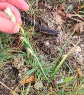 Image of Ornithogalum concinnum Salisb.