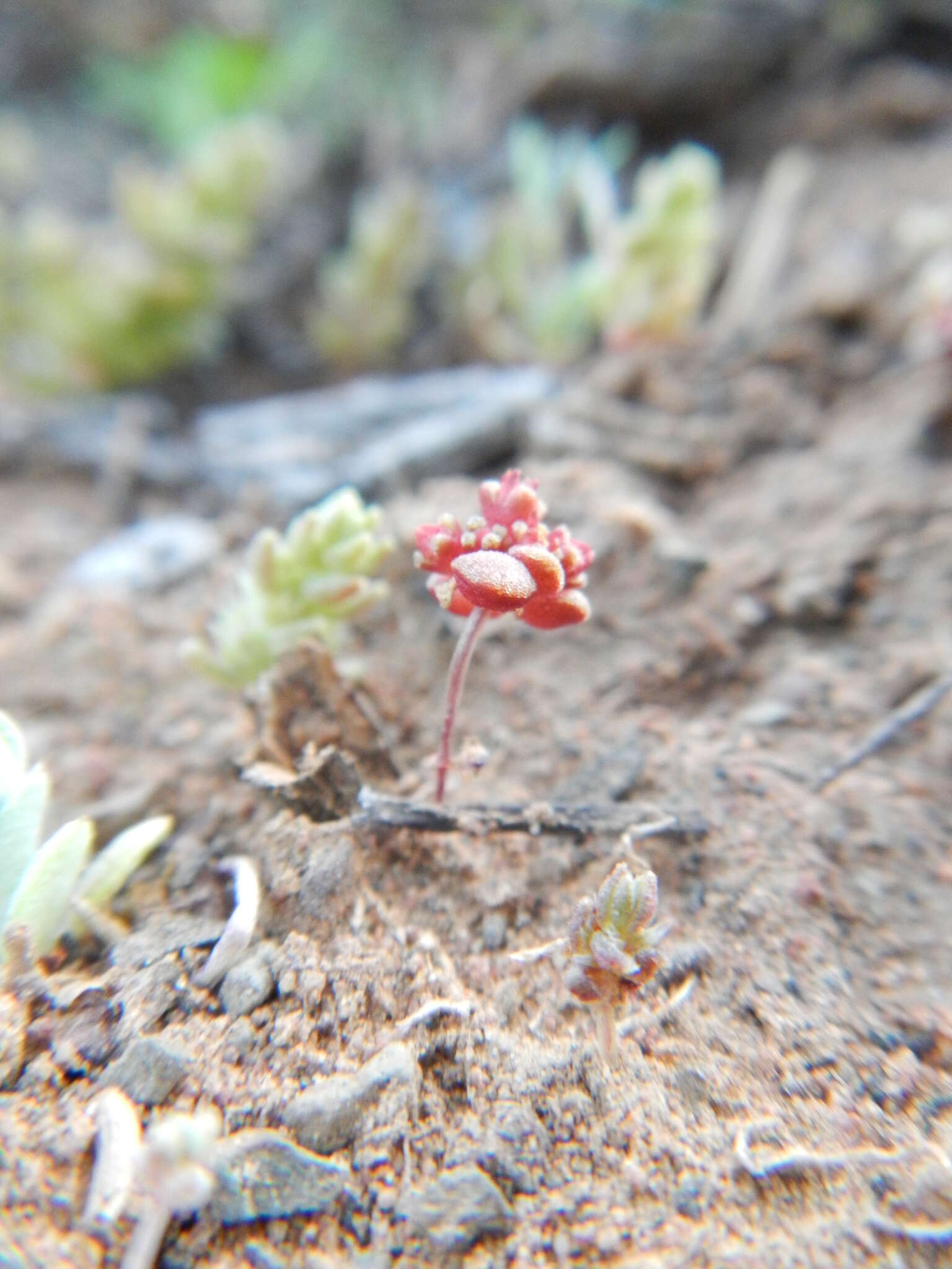 Crassula umbellata Thunb. resmi