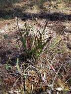 Image of Gulf pitcherplant