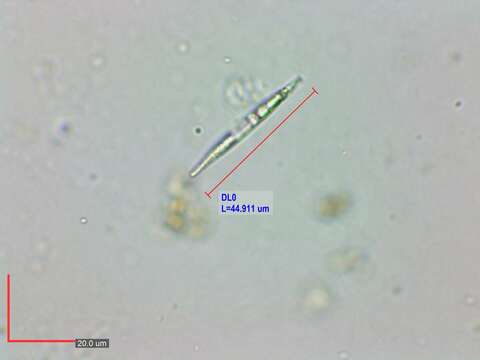 Слика од Astasiidae