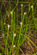 Image of Common Spike-rush