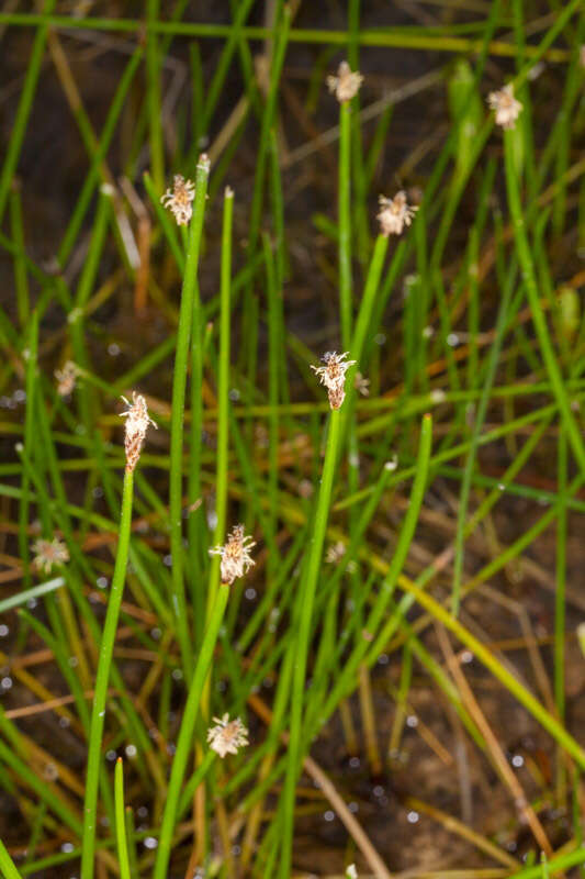 Image of Common Spike-rush